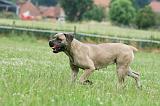 CANE CORSO 1113